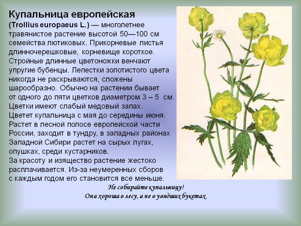 Проект растения красной книги удмуртии